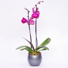Load image into Gallery viewer, Pink Phalaenopsis Orchid
