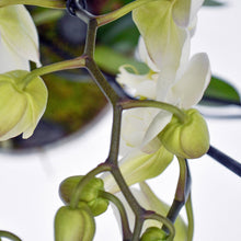 Load image into Gallery viewer, White Orchidea

