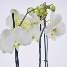 Load image into Gallery viewer, White Orchidea
