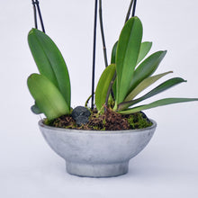 Load image into Gallery viewer, White Orchidea
