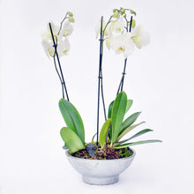 Load image into Gallery viewer, White Orchidea

