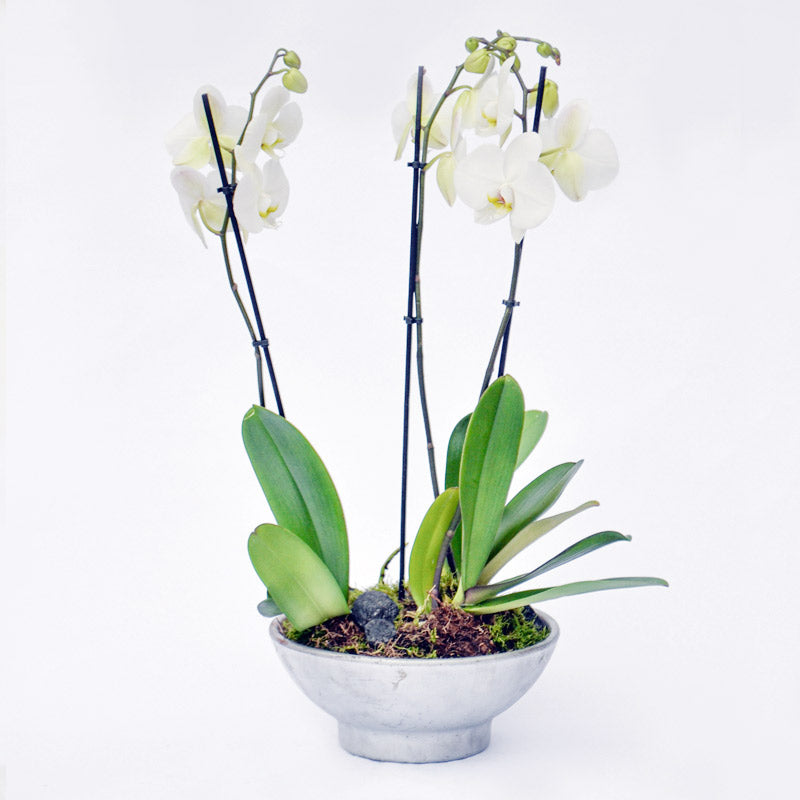 White Orchidea