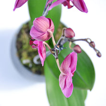 Load image into Gallery viewer, Pink Phalaenopsis Orchid
