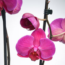 Load image into Gallery viewer, Pink Phalaenopsis Orchid
